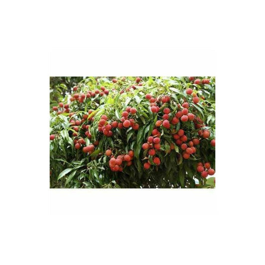  Litchi Sinensis Variété Wai Chee Pot De 7 Litres - 40/60 Cm