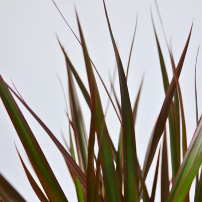  Dragonnier - Dracaena Marginata 'magenta' - Hauteur 110-130cm - ⌀24cm