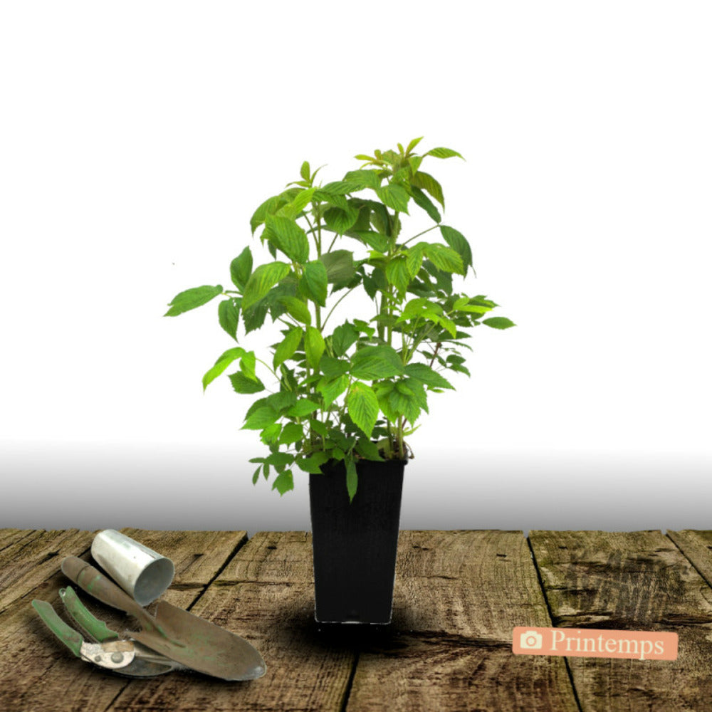  Framboisier Goodasgold®/[-]pot De 3l - 30/60 Cm