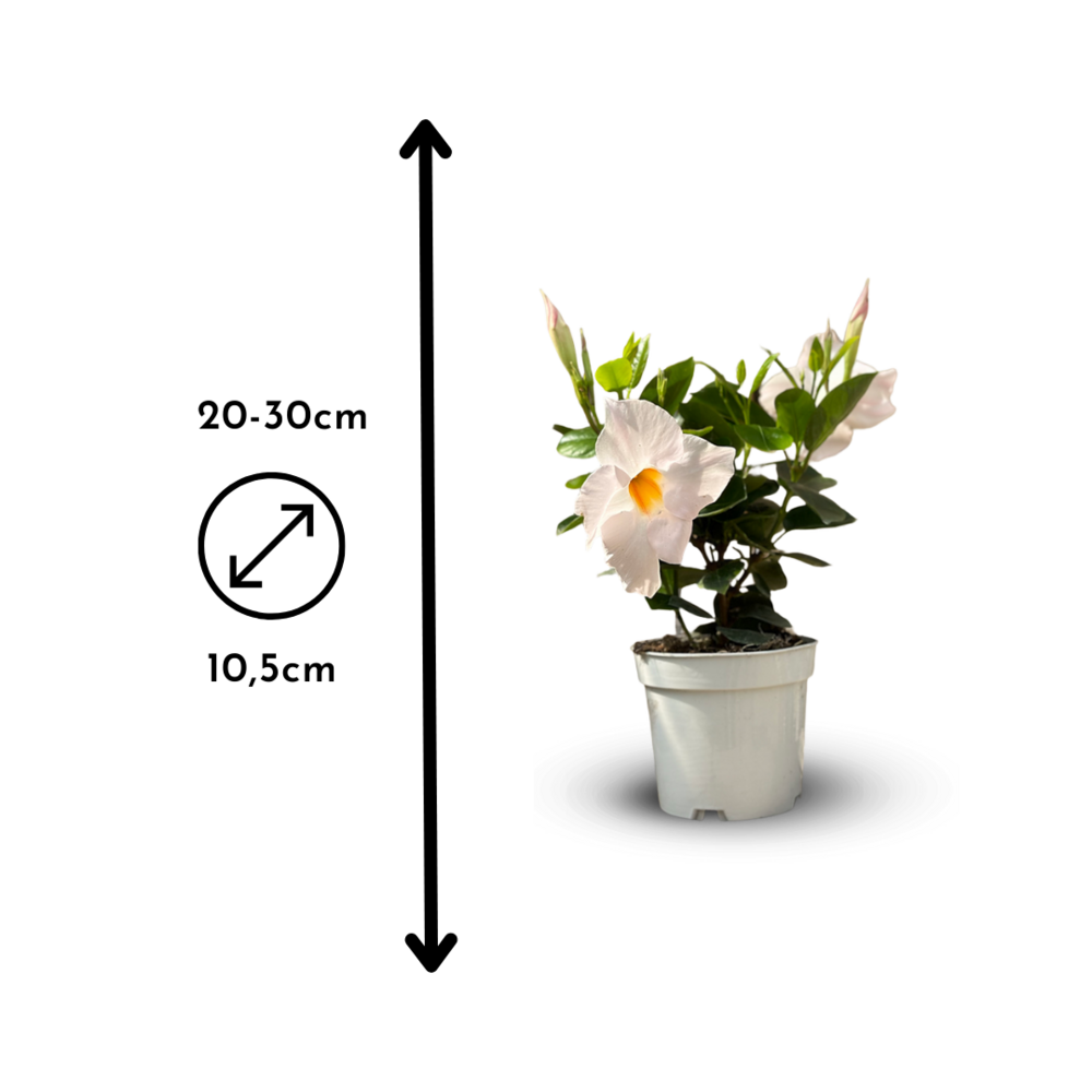  Dipladenia - Plante Fleurie - ↕ 20-30 Cm - ⌀ 10,5 Cm - Plante D'intérieur & Extérieur - Fleur Blanche