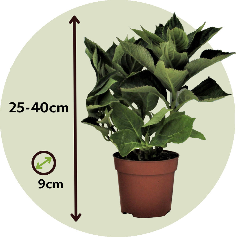  Hortensia - Set De 3 - Hydrangea Macrophylla - Hauteur 25-40cm - ⌀9cm