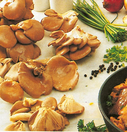  Champignons Pleurotes En Huitre - Le Kit