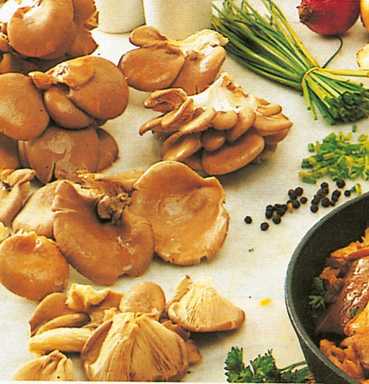  Champignons Pleurotes En Huitre - Le Kit