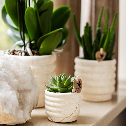  Plante Phalaenopsis Orchidee Et Succulent Avec Pot Céramique