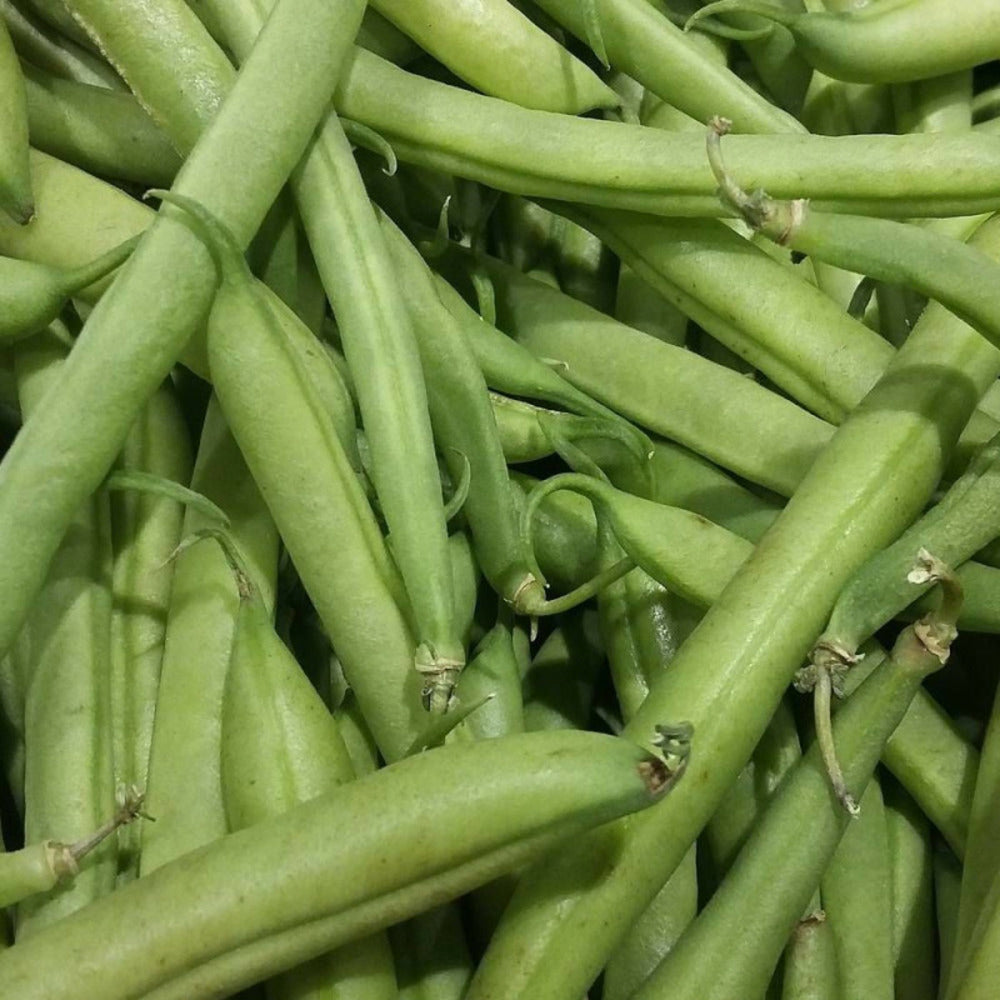  Graines De Haricot Nain Filet Mangetout Maxi - Sans Traitement/[-]boite