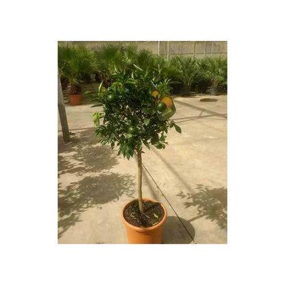  Citrus Clémentina Adulte (syn. Citrus Reticulata) Pot 230l - 175/200cm - Péri 50/60