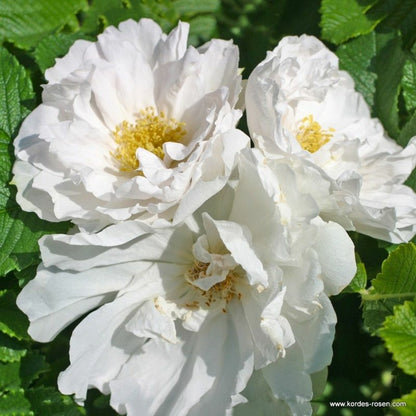  Kordes-rugosa - Rosa 'white Roadrunner'®