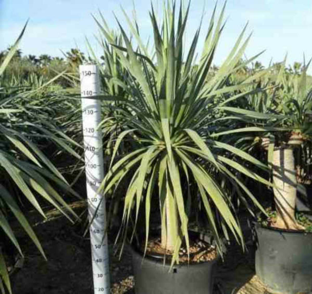  Dracaena Draco (dragonnier Des Canaris) Pot De 250l 200/250cm