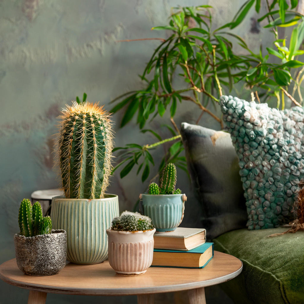  Mélange De Mini Cactus - Set De 12 - Cactus - Hauteur 5-10cm - ⌀5,5cm