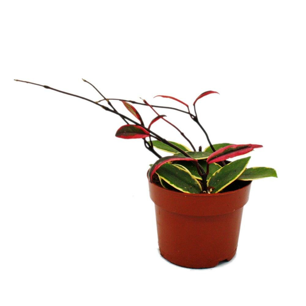  Hoya Carnosa Flamingo Dream" - Rankende Zimmerpflanze Mit Rosa Neutrieb - Porzellanblume - Wachsblume - 12cm Topf"