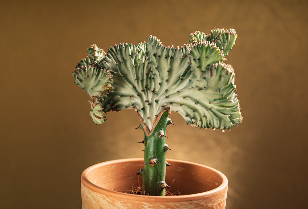  Lot De 2 - Euphorbia Lactea Cristata - Plante Cactus - 20-30 Cm De Haut - Pot 11 Cm