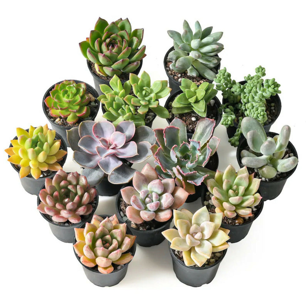  Succulentes Mélange De 5 Pots H-7/14cm