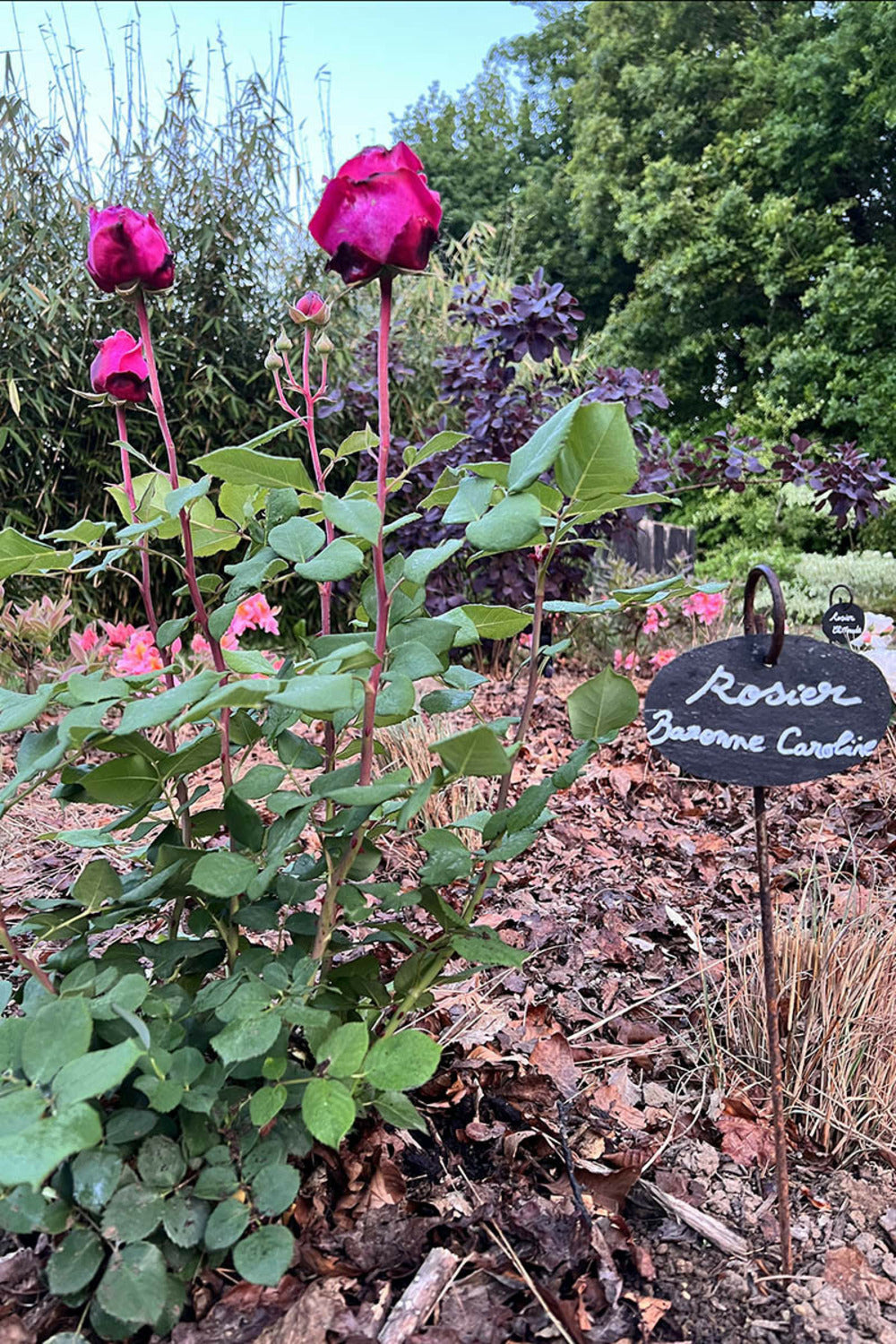  Rosier Kordès 'baronne Caroline' ? - En Pot De 4 Litres