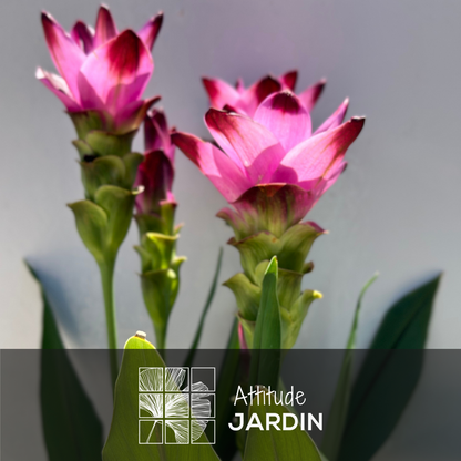  Curcuma Alismatifolia - Curcuma D'ornement - ↕ 70-80 Cm - ⌀ 16 Cm - Plante D'intérieur