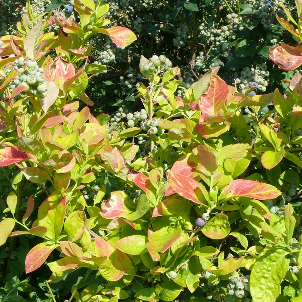  Myrtille Yello!belloblue® 'andval1601'/[-]pot De 1,5l - 20/50 Cm