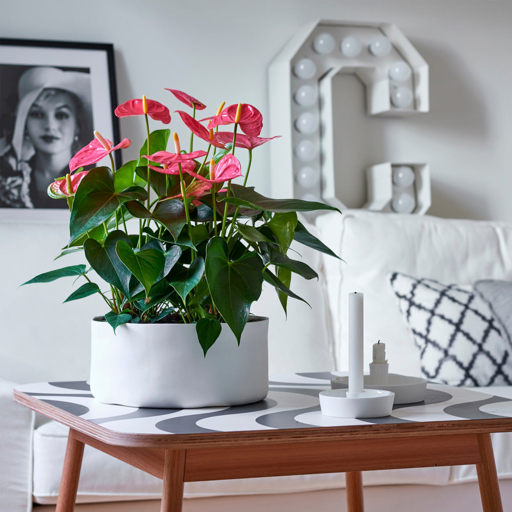  Langue De Feu - Anthurium 'maine Pink' - Hauteur 55-70cm - ø17cm