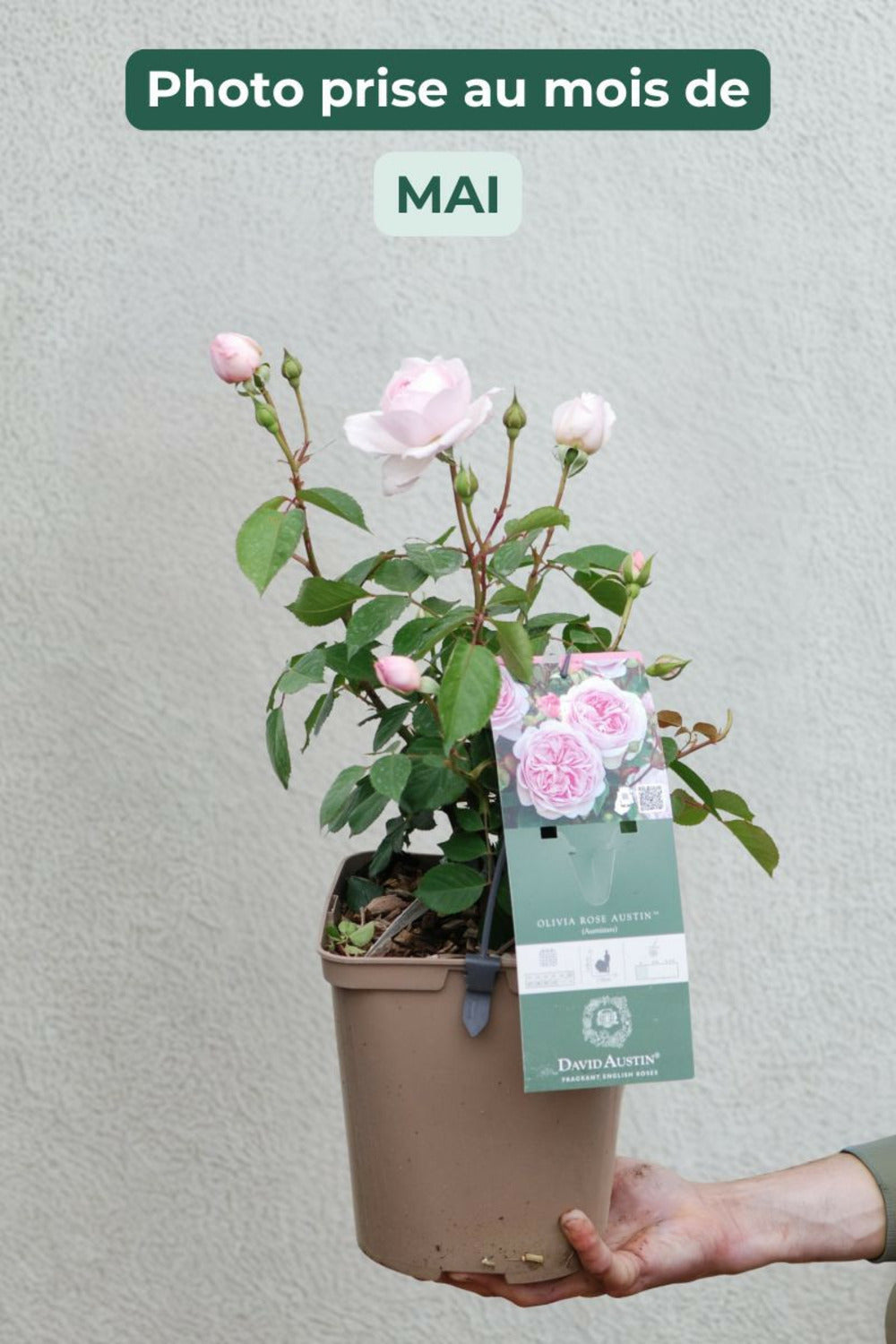  Rosier David Austin 'olivia Rose' ? - En Pot De 5 Litres