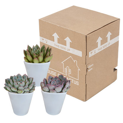  Trio D'echeveria Et Leurs Caches-pots Blancs H15cm