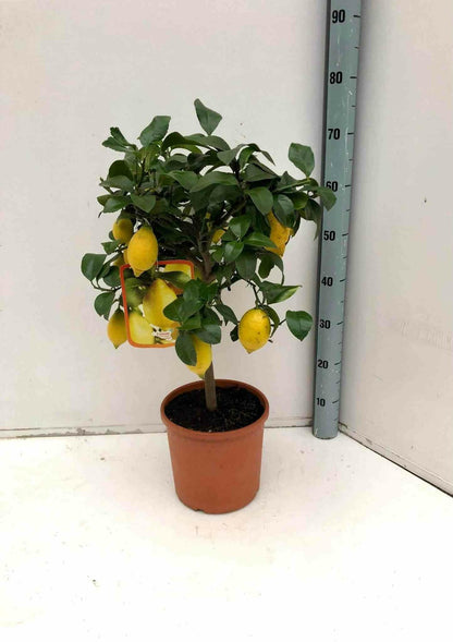  Citrus Limon (citronnier) Pot De 5 Litres - 100/120 Cm
