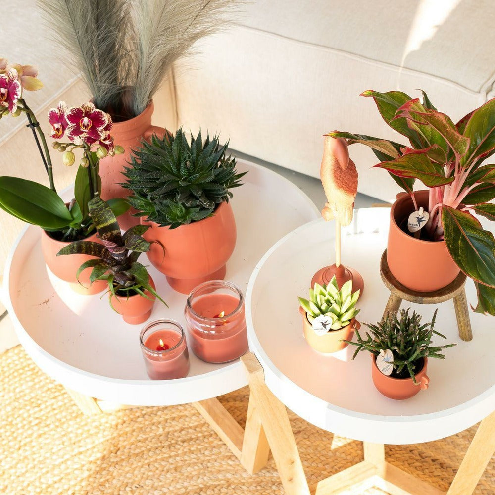 Orchidée Phalaenopsis Spain En Pot Terracotta Scandic 35cm - Plante D'intérieur