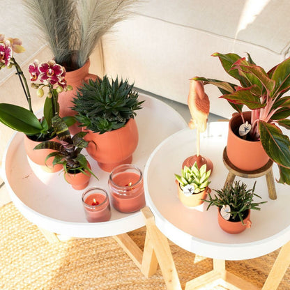  Orchidée Phalaenopsis Spain En Pot Terracotta Scandic 35cm - Plante D'intérieur