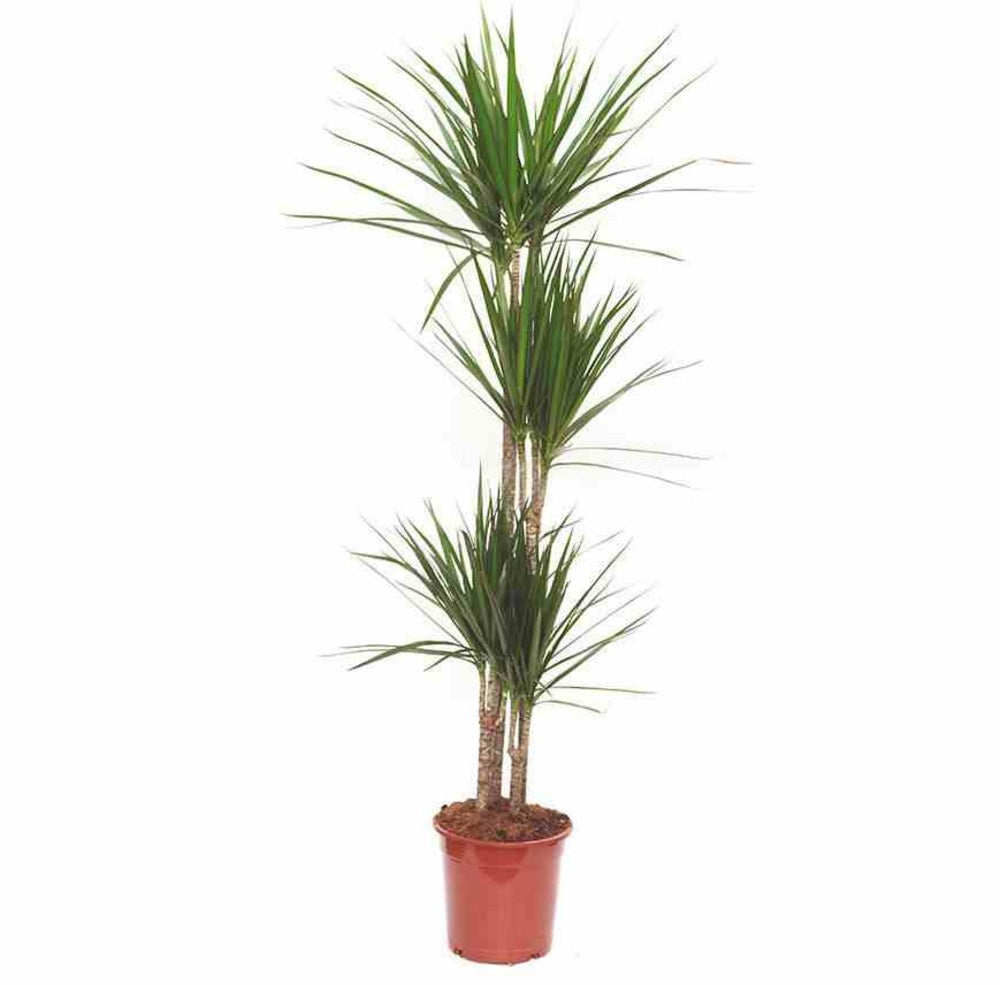  Dracaena Marginata 'vert' (dragonnier) Pot De 6l - 4 Pieds - 110/130cm