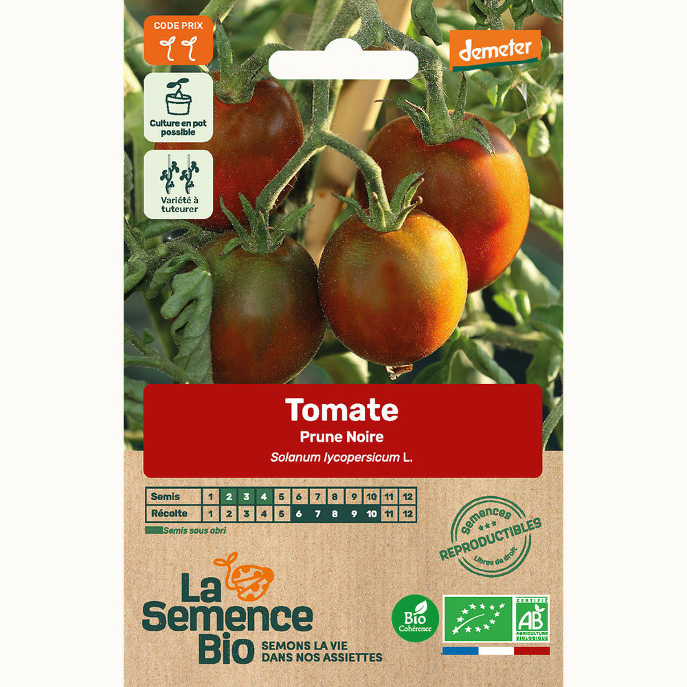  Tomate Prune Noire - Graines Bio