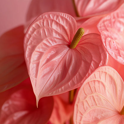  Langue De Feu - Anthurium 'maine Pink' - Hauteur 55-70cm - ø17cm