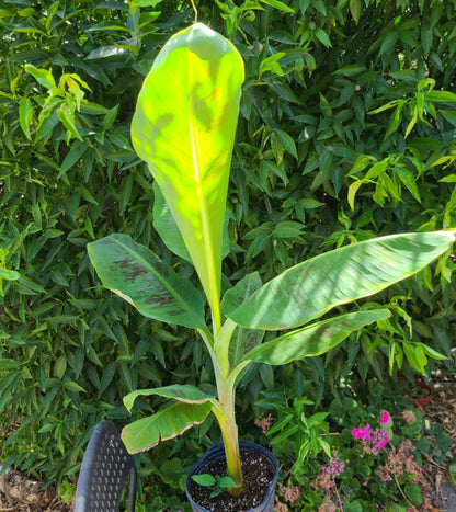  Bananier Musa Gran Nain Pot De 15 Litres ? 140/160 Cm