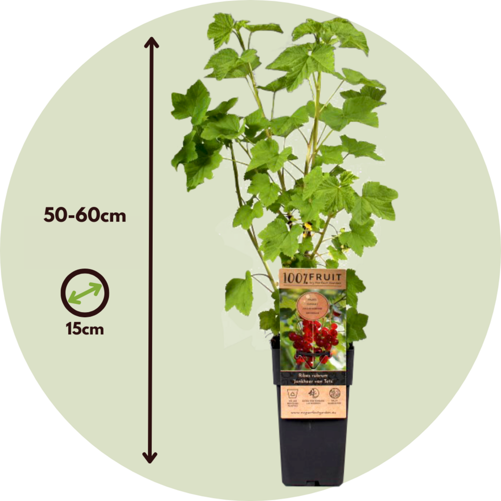  Groseillier à Grappes - Set De 4 - Ribes Rubrum - Hauteur 50-60cm - ⌀15cm