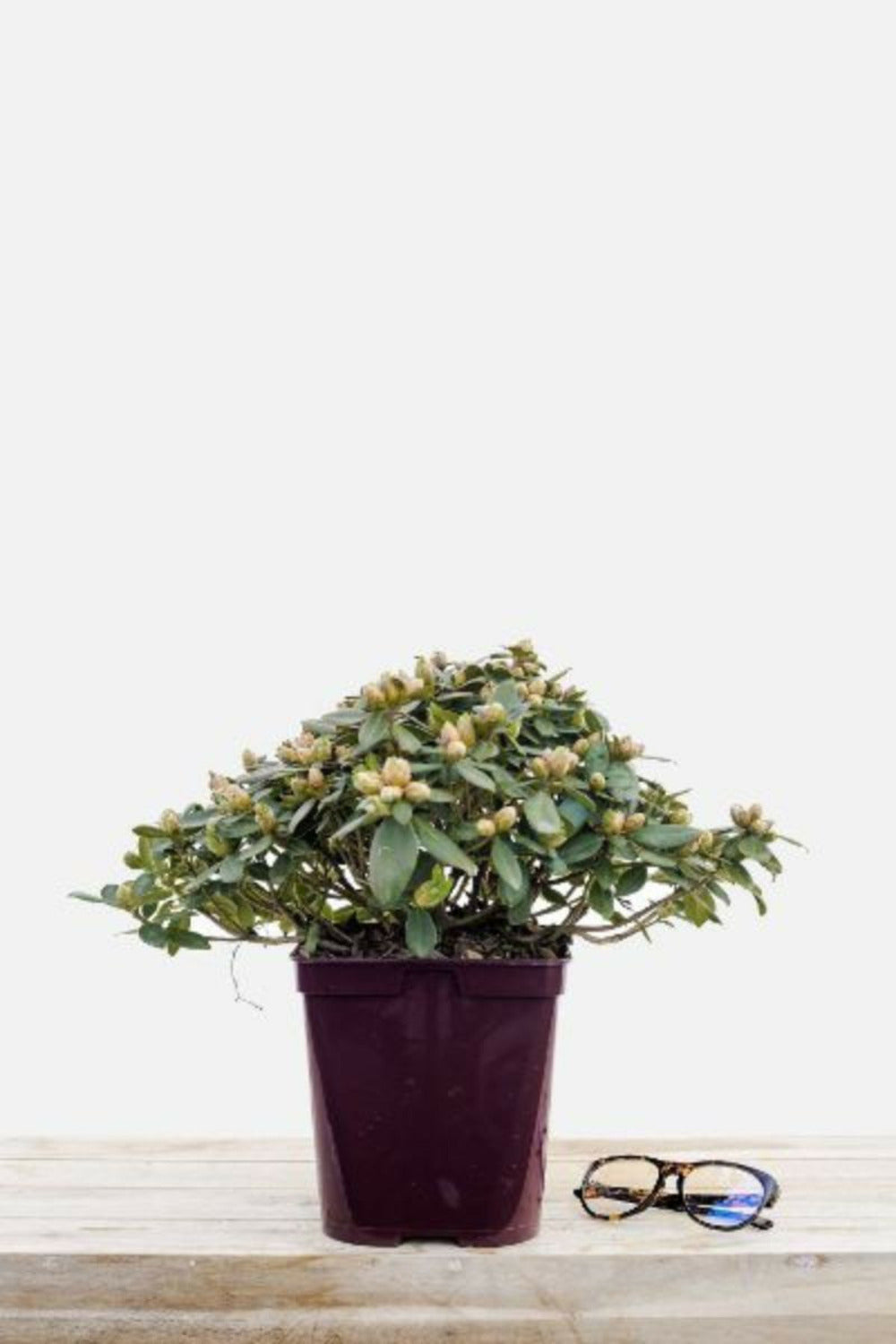  Rhododendron 'shamrock' - En Pot De 4 Litres