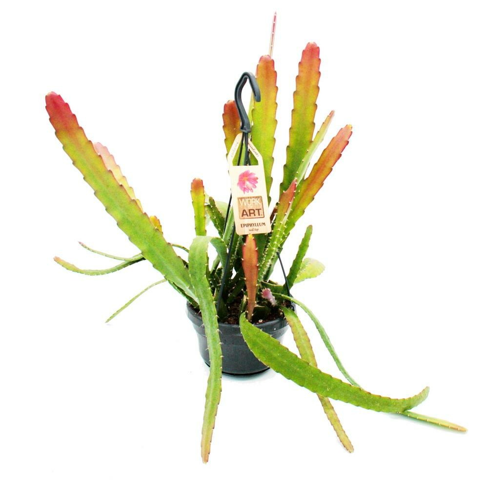  Epiphyllum Anguliger Red Tip - Cactus épée - Cactus Queue De Crocodile De Couleur Rougeâtre - Pot De Feu De Circulation 14cm