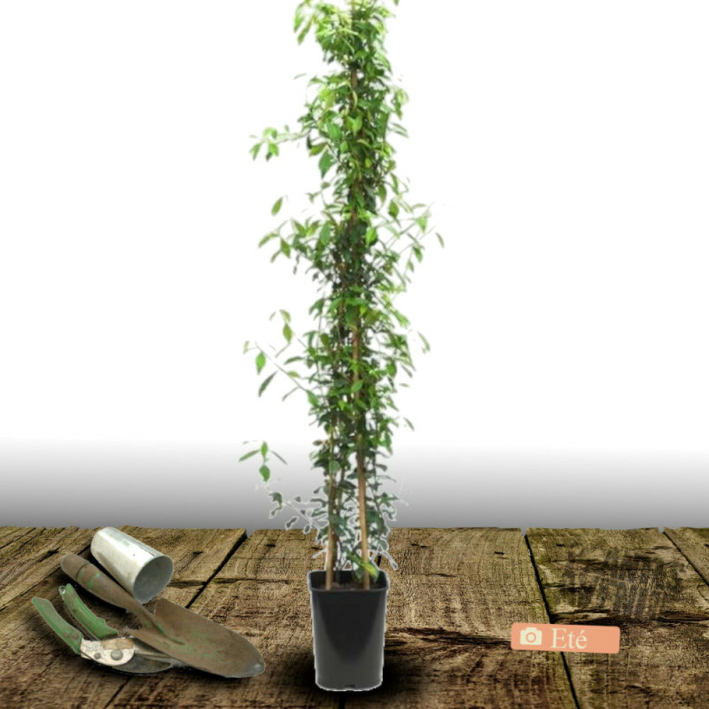  Jasmin étoilé Winter Ruby® 'trared'/[-]pot De 6l - Tipi Bambou 90/150 Cm