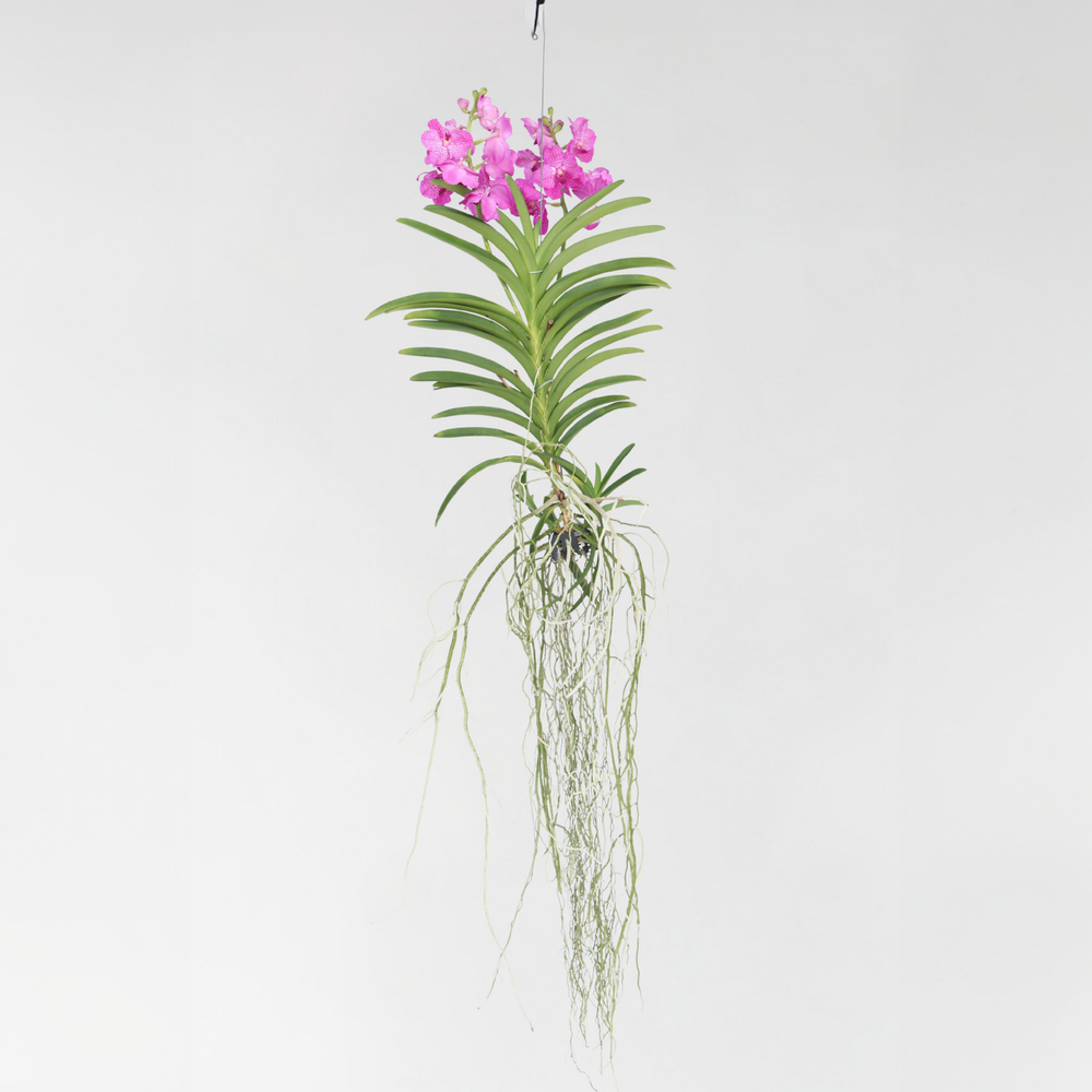  Orchidée - Vanda 'pink' - Hauteur 45-55cm