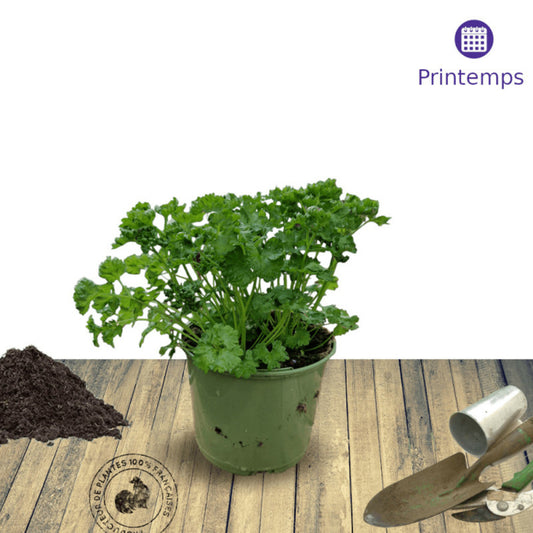  Persil Frisé Frisado - Prêt à Consommer/[-]pot De 1,5l - 10/20 Cm