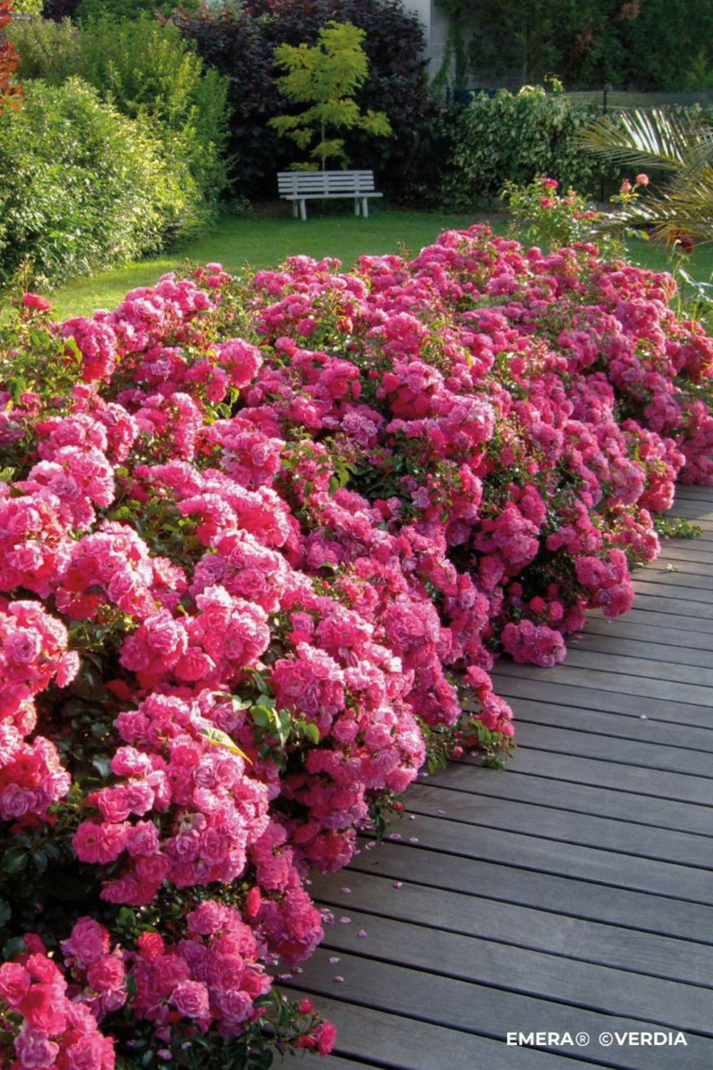  Rosier Décorosiers ? 'emera ?' - En Pot De 2 Litres