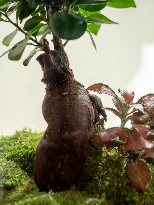  Terrarium - Rio
