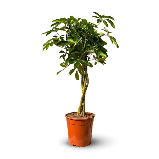  Schefflera Gold - Capella - ↕ 70-80 Cm - ⌀ 19 Cm - Plante D'intérieur