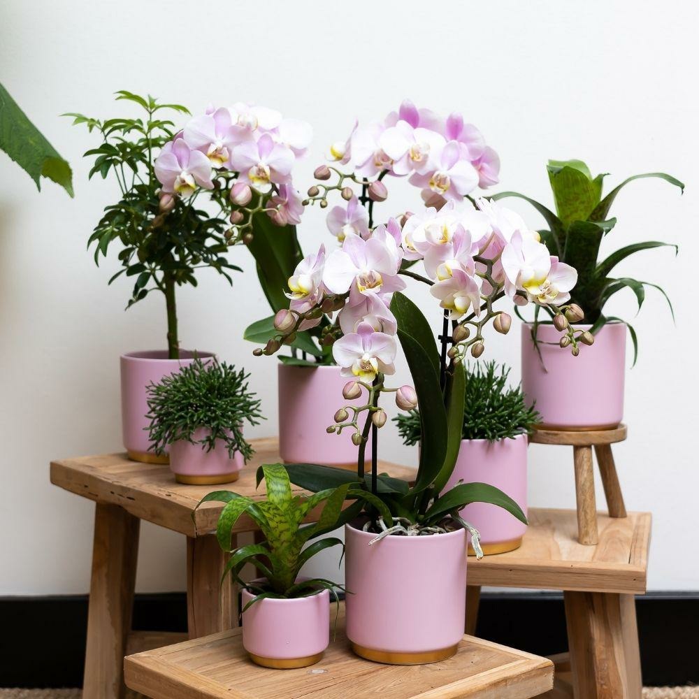 Ensemble De Plantes Vertes Avec Orchidée Rose Et Accessoires