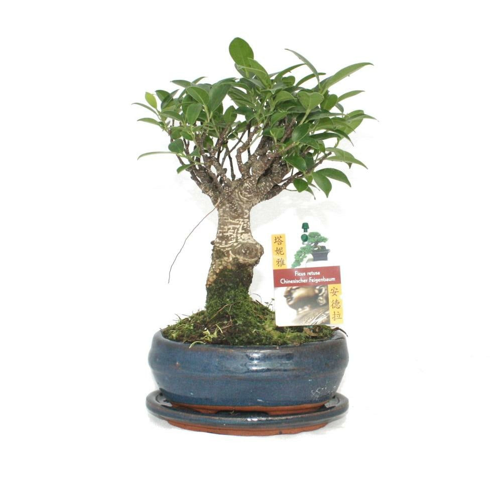  Figuier Chinois Bonsaï - Ficus Retusa - Ca. 6 Ans - Forme Sphérique
