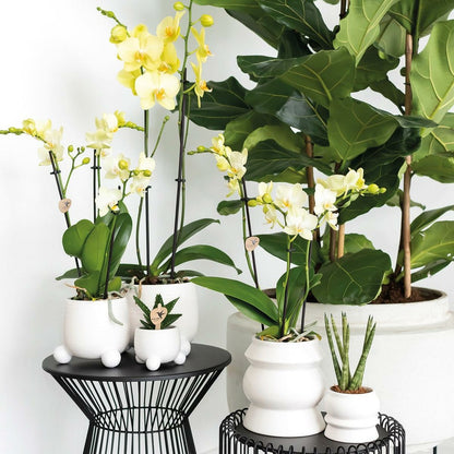  Orchidées Colibris - Orchidée Phalaenopsis Jaune - Voltera - Taille Du Pot 12cm