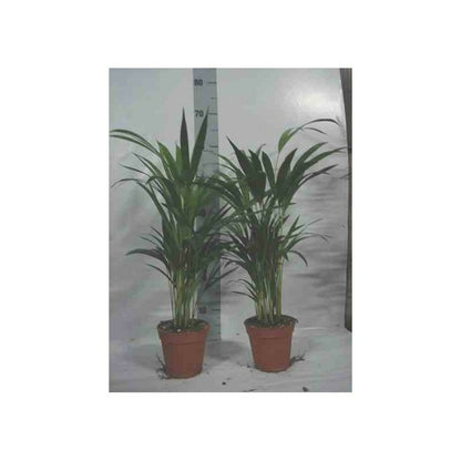  Chrysalidocarpus Lutescens (aréca, Palmier D'arec, Palmier Doré) Pot De 1 Litre -10/30 Cm