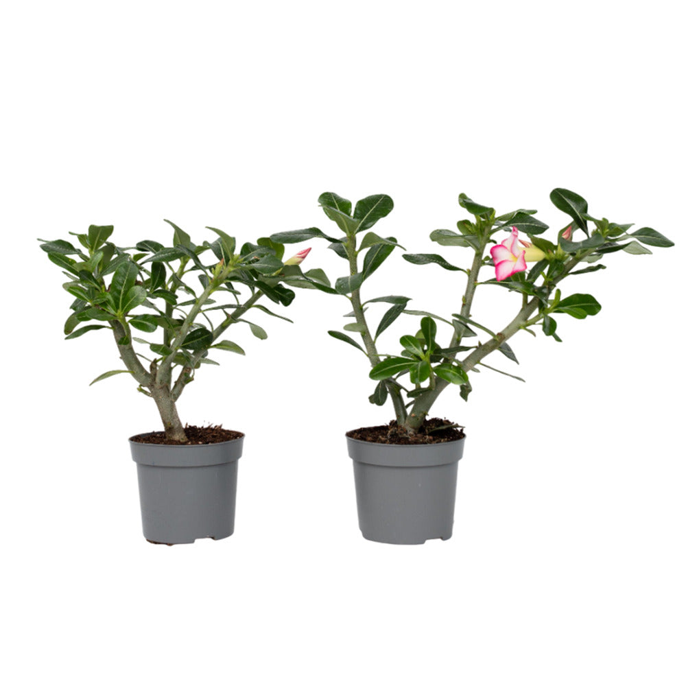  Rose Du Désert - Set De 2 - Adenium Obesum - Hauteur 30-45cm - ⌀13cm
