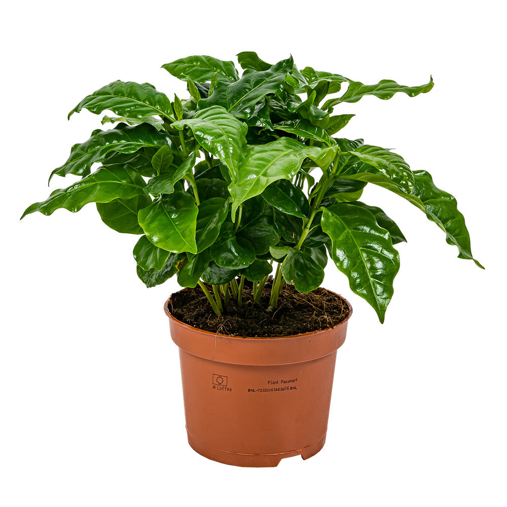  Coffea Arabica - Caféier - Plante D’intérieur - Dépolluante - 20-30 Cm De Haut - Pot 12 Cm