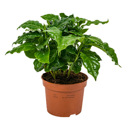  Coffea Arabica - Caféier - Plante D’intérieur - Dépolluante - 20-30 Cm De Haut - Pot 12 Cm