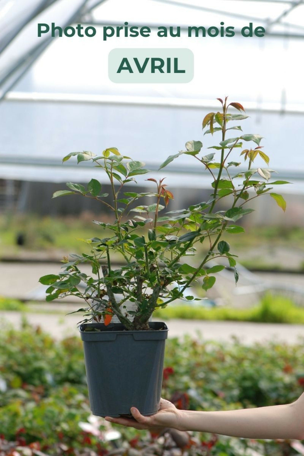  Rosier 'camille Claudel' ? - En Pot De 4/5 Litres