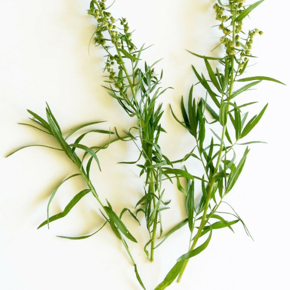  Estragon - Prêt à Consommer/[-]pot De 1,5l - 10/20 Cm
