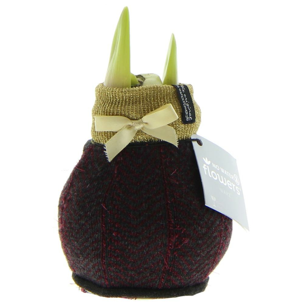  Bulbe D'amaryllis Dans Les Chaussettes D'hiver "fashion Elegant" Or-rouge