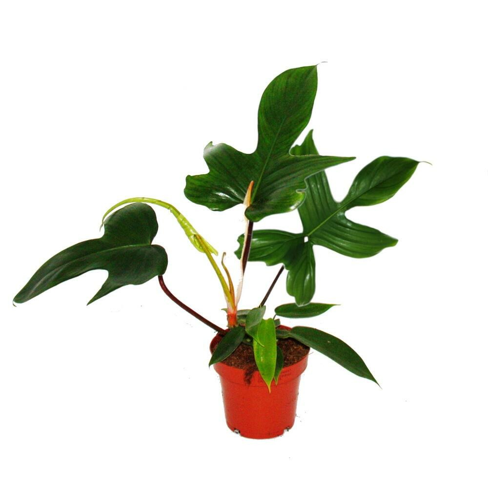  Philodendron Florida Beauty Green - Ami Des Arbres Exceptionnel - Pot De 12cm
