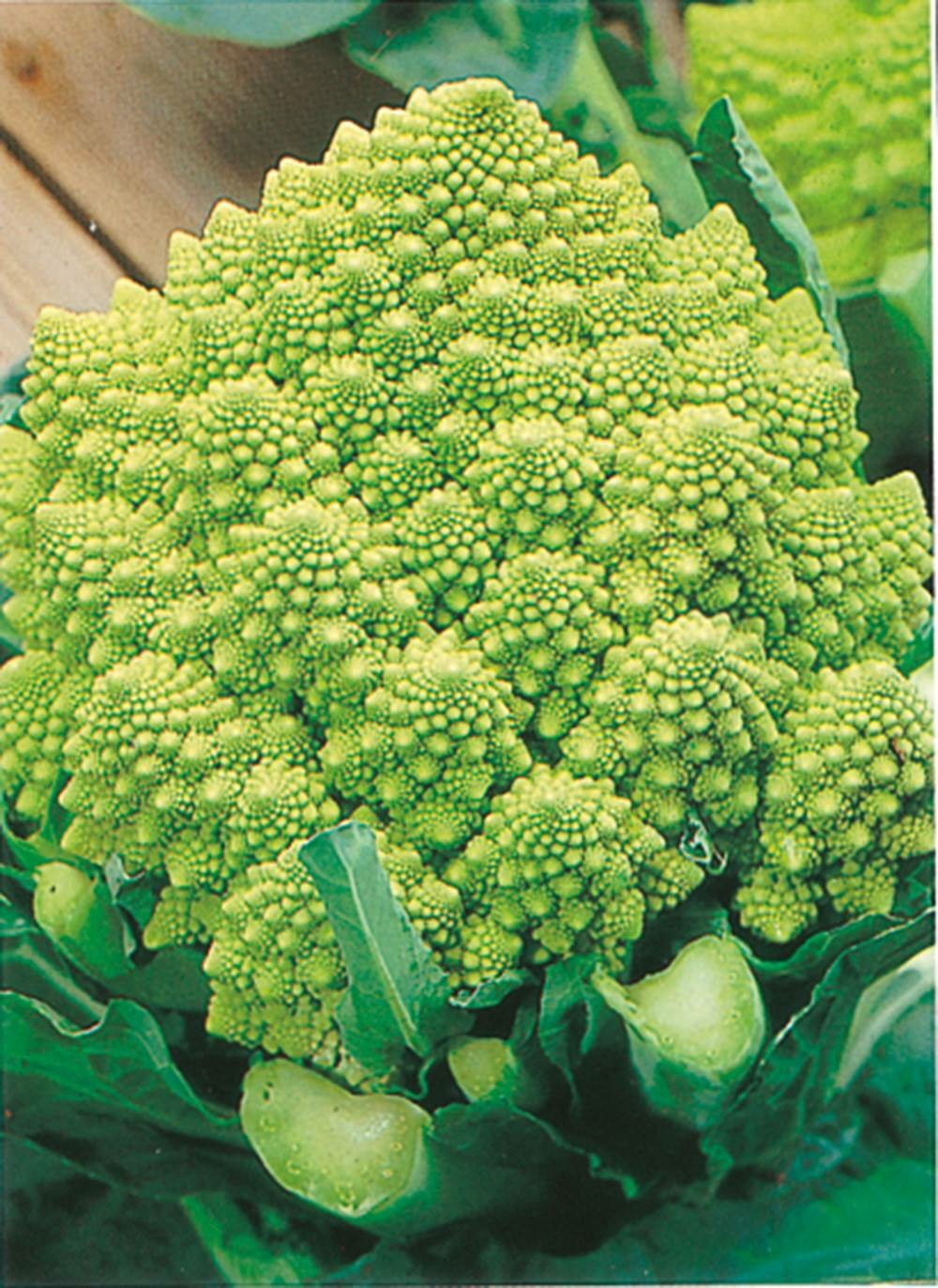  Chou Romanesco Veronica - 0.3 G